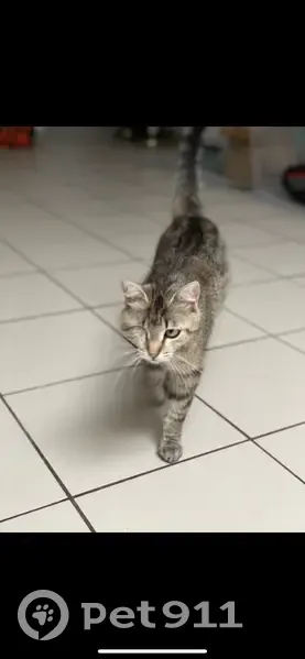 Chat borgne perdu à Tourcoing - photo