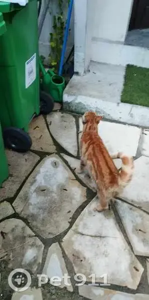 Chat Kirua disparu à Paris 17 - photo