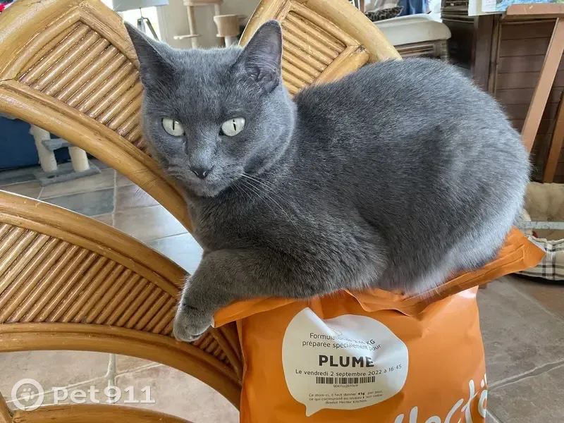 Chat perdu à Montigny-le-Guesdier - photo