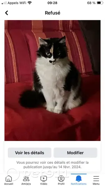 Avis de recherche: Minette tricolore - photo