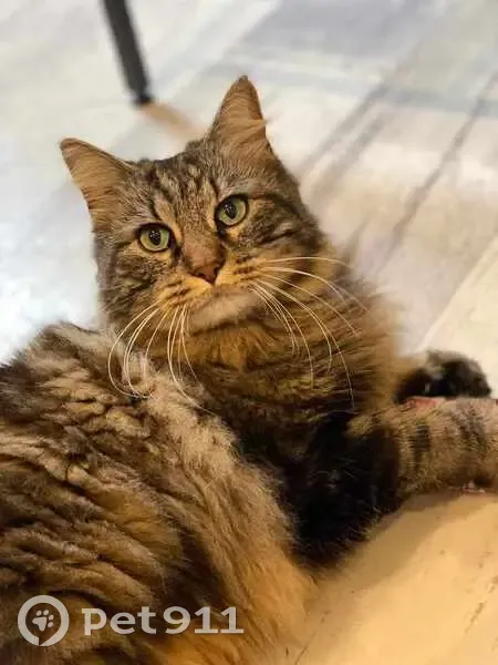 Chat Norvégien Perdu à Cognac - photo