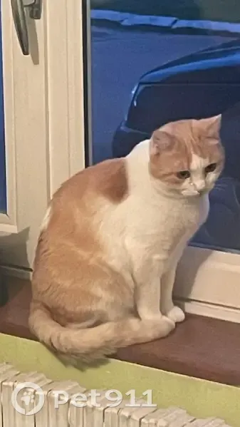 Chatte rousse/blanche perdue à Cramans - photo