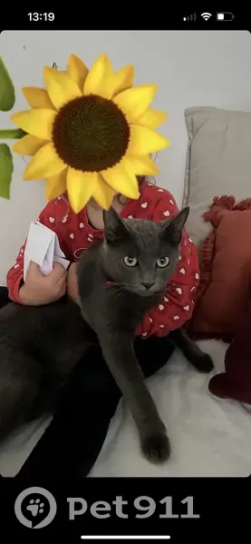 Chat Étain disparu à Saint-Barthélemy - photo