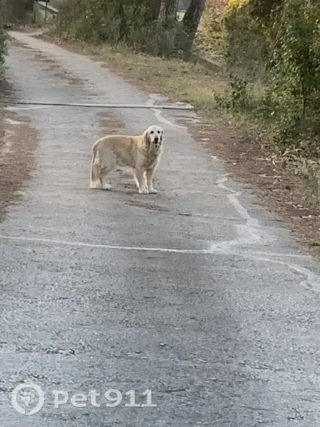 Chien perdu à la Thuilière aboie - photo