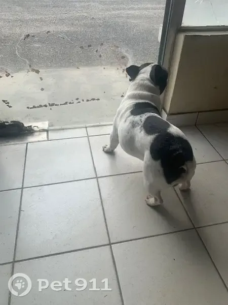 Bouledogue noir/blanc perdu à Lafox - photo