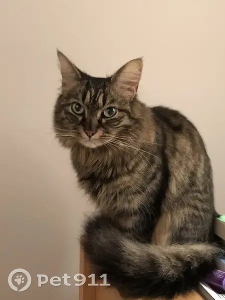 Chat sibérien perdu à Chamalières - photo