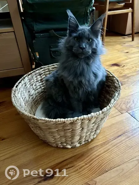 Chat gris disparu à Tinqueux - photo