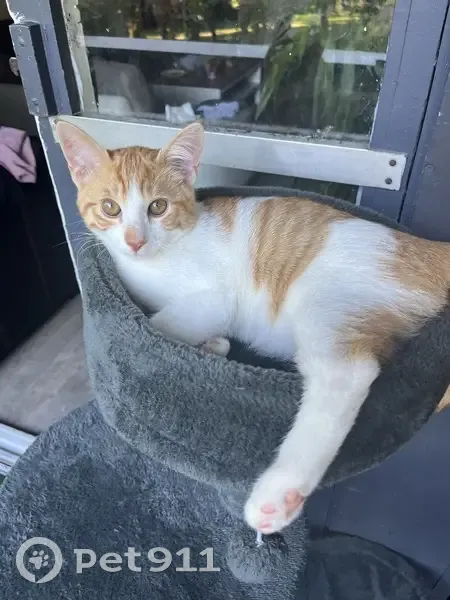 Chat marron-blanc perdu à Toulouse - photo