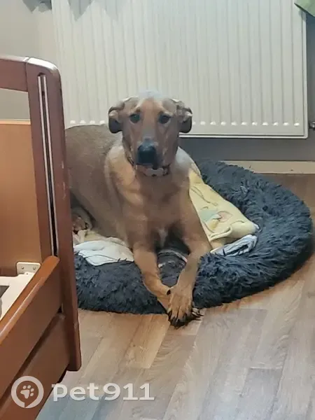 Chien caramel perdu près écoles - photo