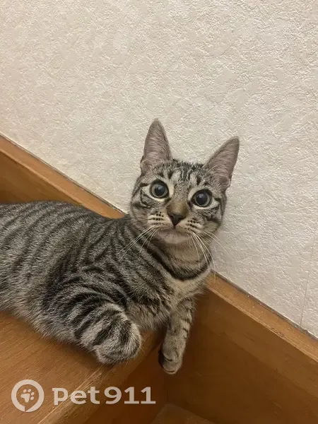 Chaton tigré perdu à Toulouse - photo