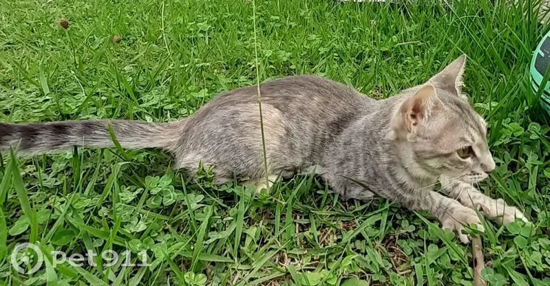 Chatte tigrée perdue à Bassens - photo