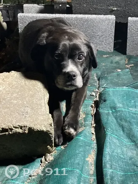 Chien âgé retrouvé à Sallaumines - photo
