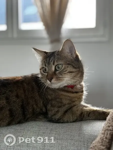 Chatte tigrée perdue - St-Abraham - photo