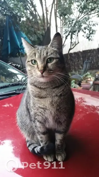 Chatte tigrée perdue à Sète - photo