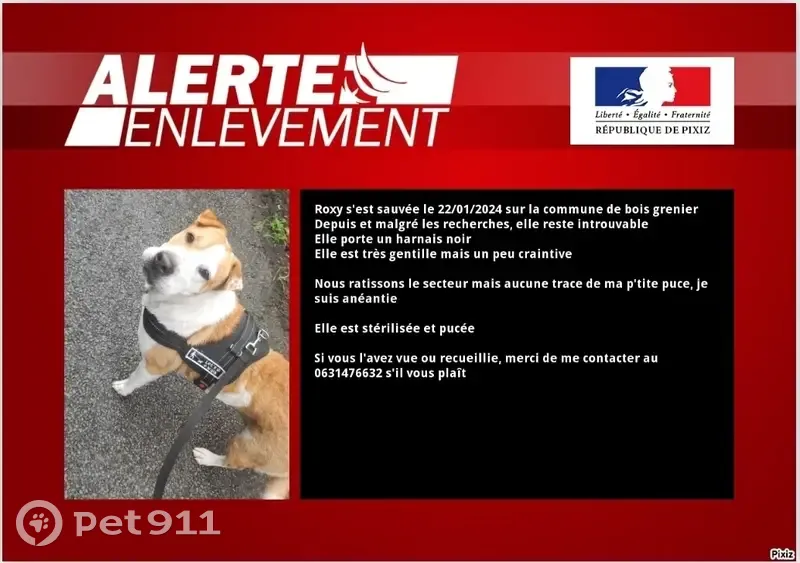 Avis de recherche: Roxy, sharpei - photo