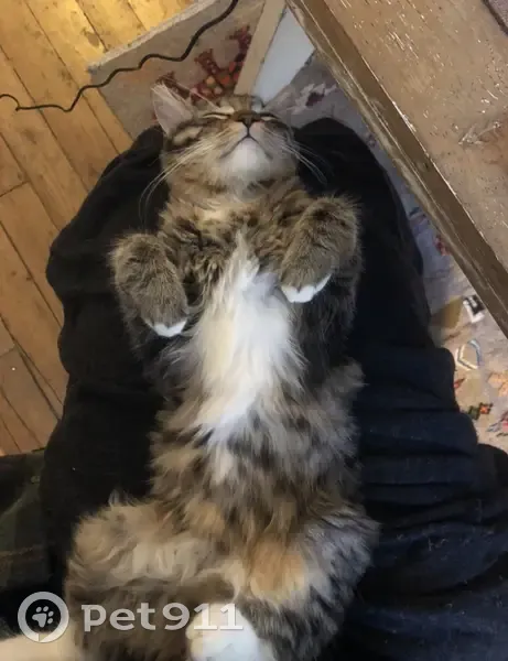 Chaton Disquette Perdu - photo