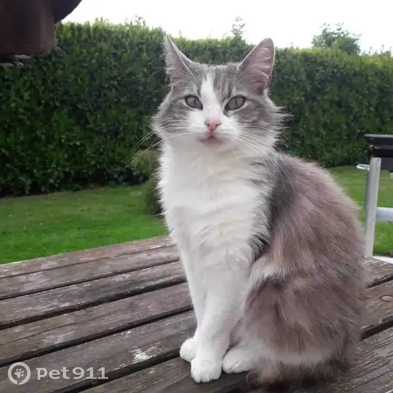 Mimitte, chat gris perdu, Vaux - photo