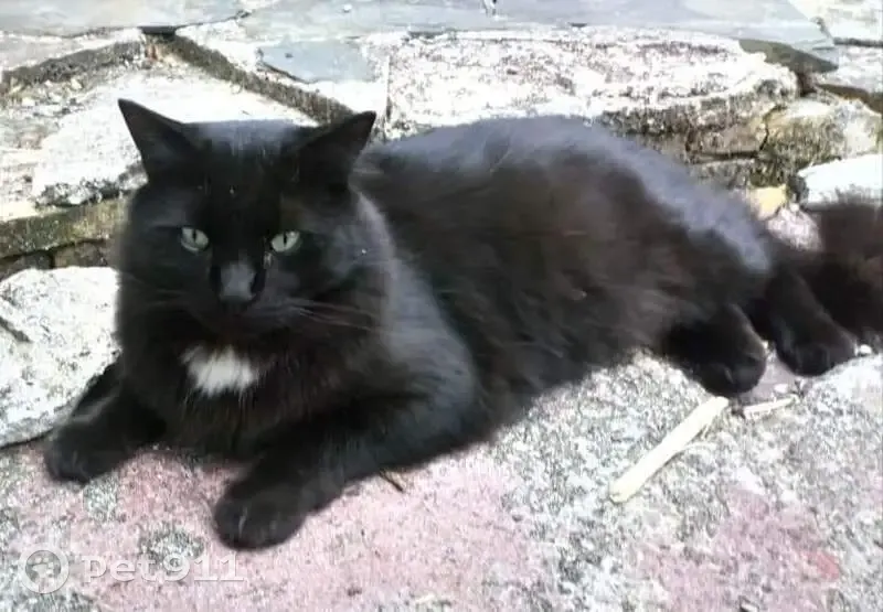 Chat perdu: Mon moutik à Quimper - photo