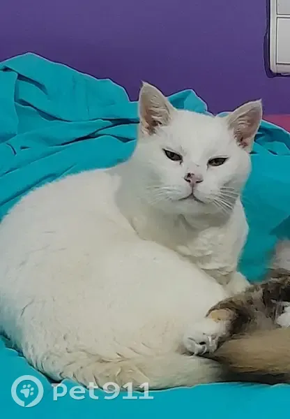 Chat Blanc Blanco Disparu - photo