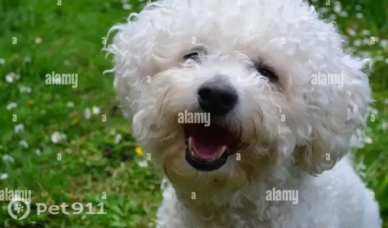 Trouvaille d'un bichon perdu - photo