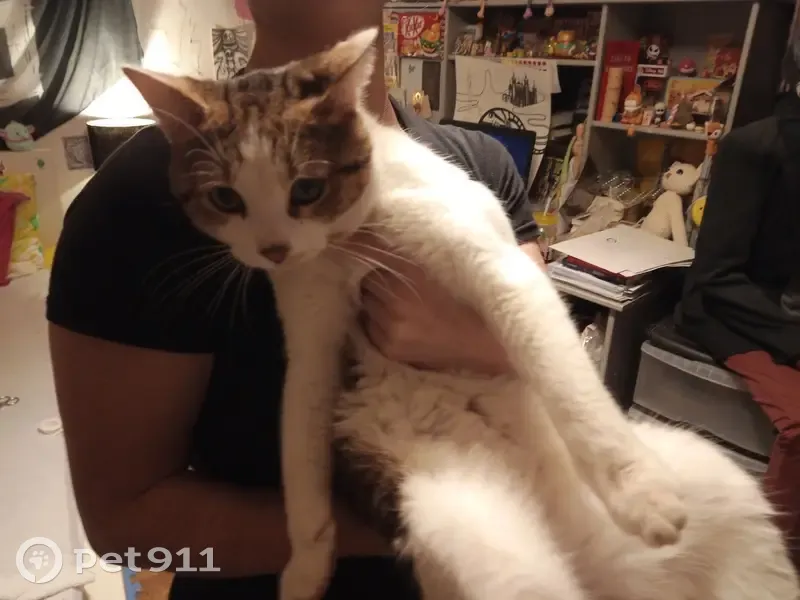 Chat sociable retrouvé à Civrieux - photo