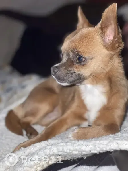 Chihuahua marron perdu à Avignon - photo
