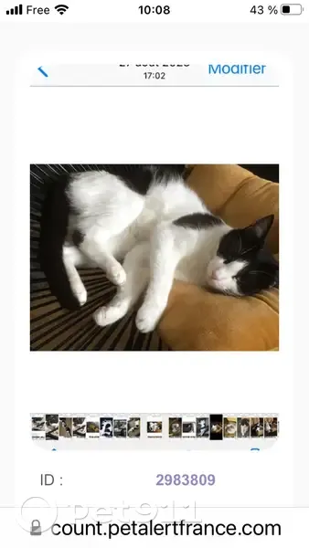 Chat noir/blanc perdu à Boëssé - photo