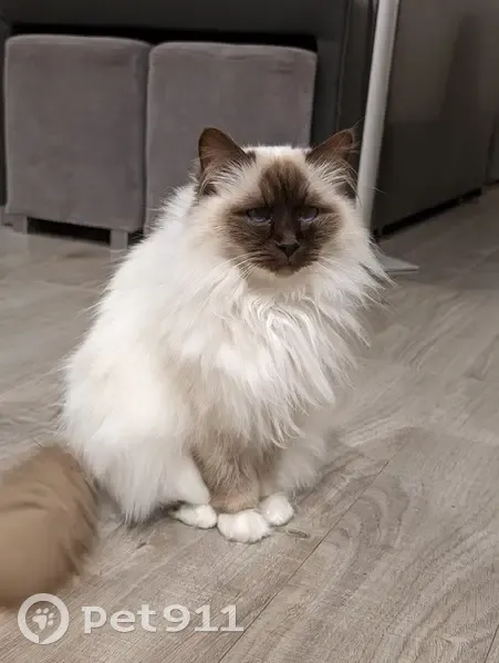 Chat Birman Mia Disparu - photo