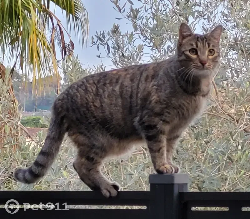 Pistache disparue à Vallauris - photo