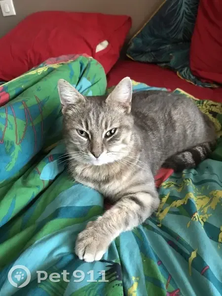 Chat Mickey gris tigré perdu - photo