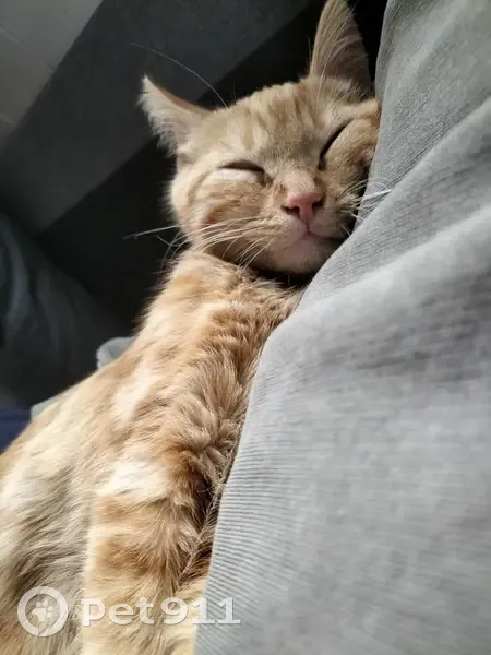 Chat tigré roux perdu à Saumur - photo