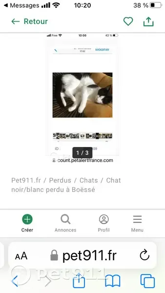 Chat noir et blanc perdu à Boëssé - photo