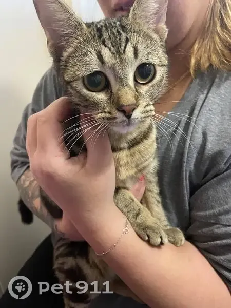 Chatte trouvée à Mâcon 2/02 - photo
