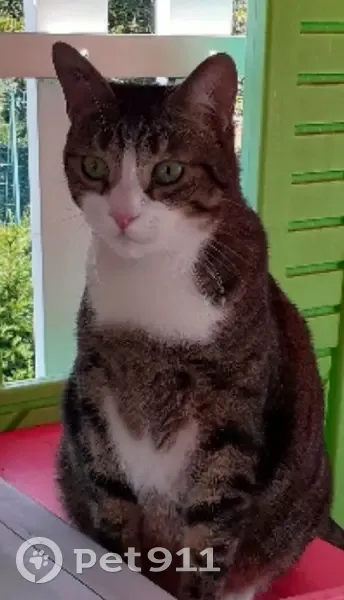 Léon, chat tigré perdu - photo