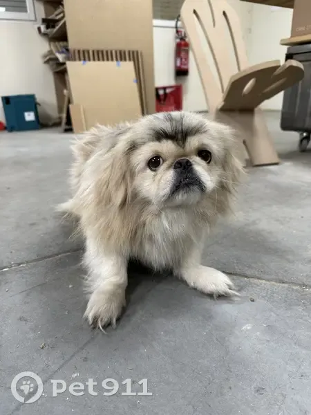 Chien crème perdu à Tourcoing - photo