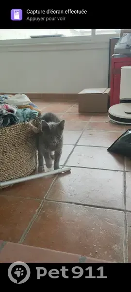 Chaton gris perdu trouvé - photo