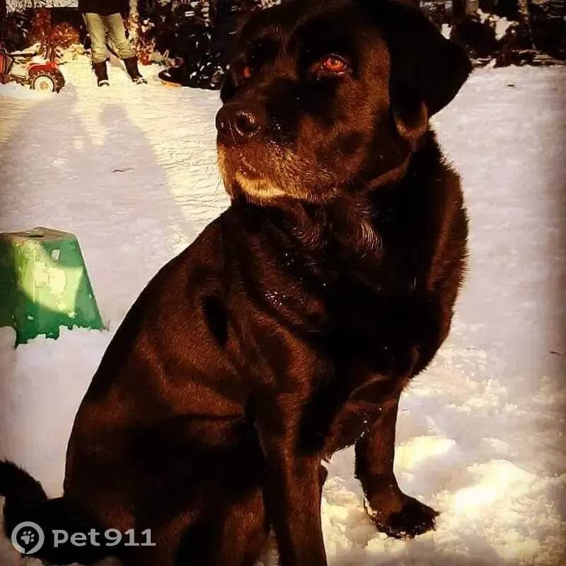 Labrador noir perdu à Les Fontenelles - photo
