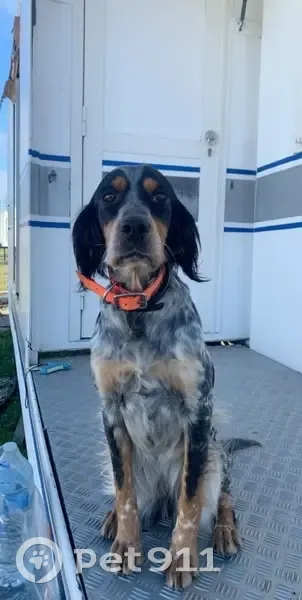 Setter Anglais Perdu - Nîmes - photo