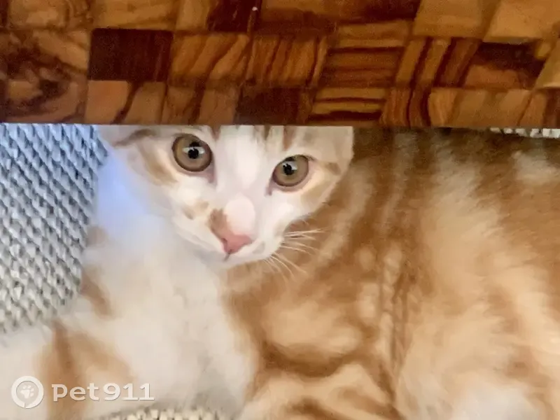 Chat roux et blanc Yumi perdu - photo