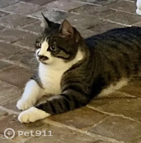 Chat tigré perdu à Galluis - photo