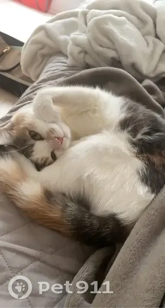 Chatte Maïla perdue à Roanne - photo