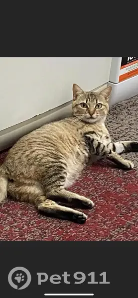 Lune, chat européen perdu à Vezin - photo