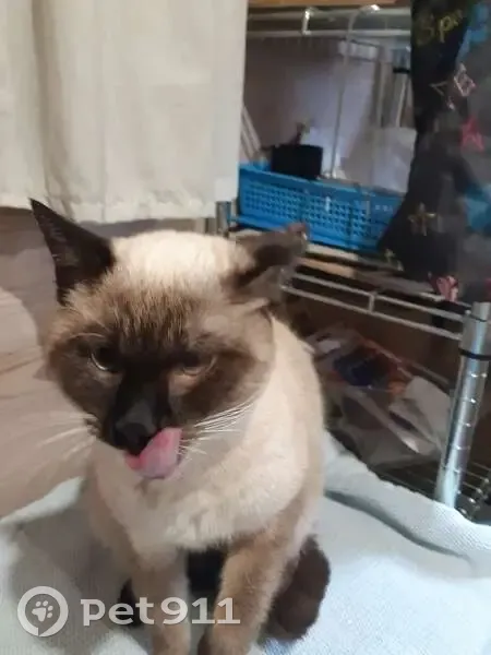 Chat siamois trouvé à Giroussens - photo