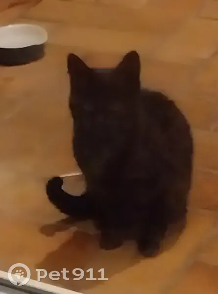 Chaton sociable trouvé à Lozanne - photo