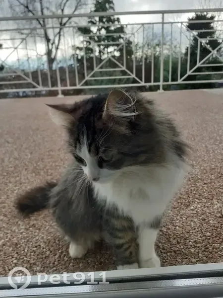 Chat perdu trouvé à Saint-Victor - photo