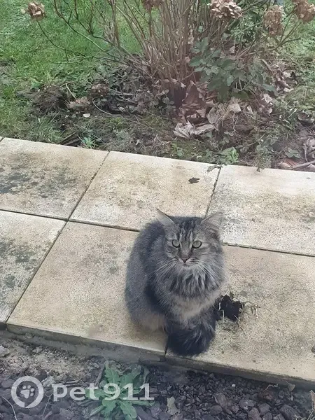 Chat sociable trouvé à Sin-le-Noble - photo
