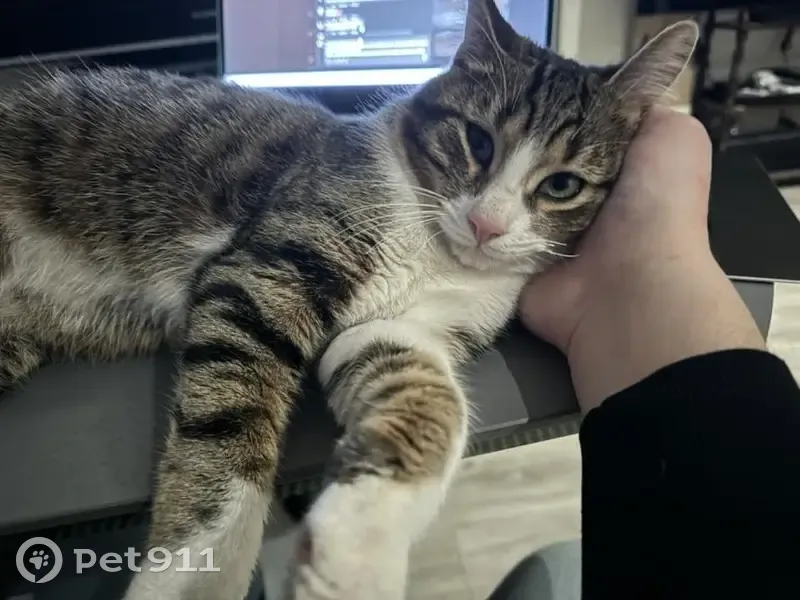 Chat tricolore affectueux trouvé - photo