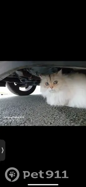 Chat blanc peureux trouvé à Cognac - photo