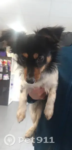 Chien perdu retrouvé à Méry-Oise - photo