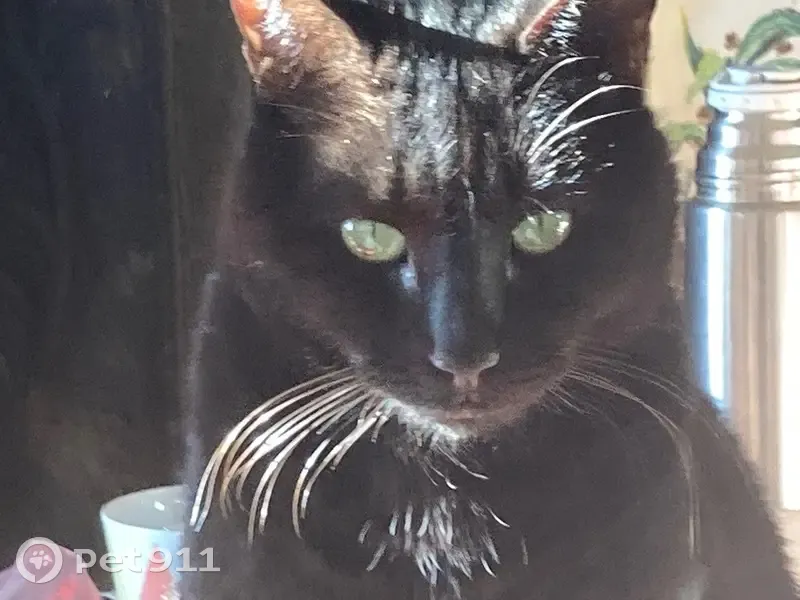 Chatte noire perdue à Fleurie - photo